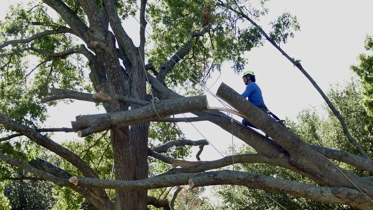 Professional Hazardous Tree Removal performed by certified arborists in Pauline